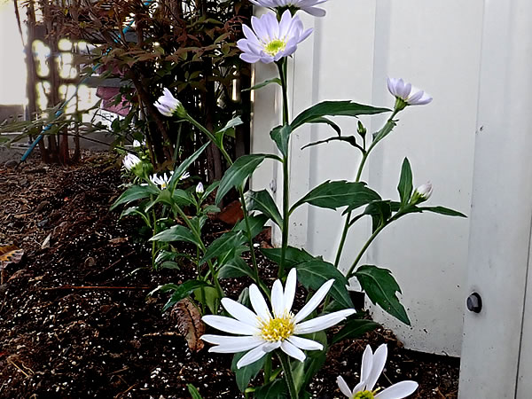 都忘れ,花,みやこわすれ,竹虎,竹虎スタッフ