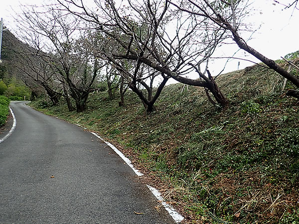 山道,虎竹の里,高知県須崎市安和