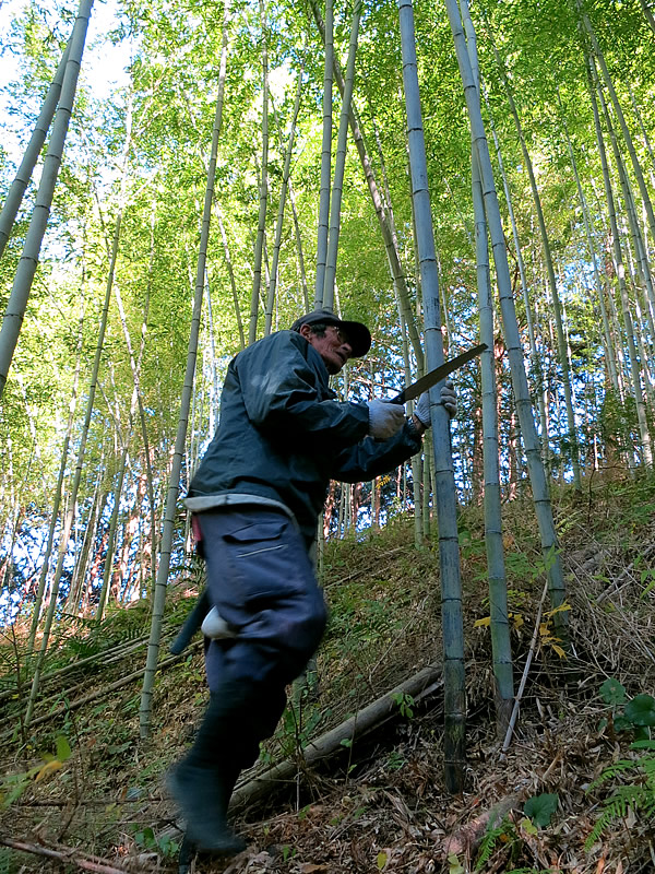 魅力いっぱい！？日本唯一の竹林