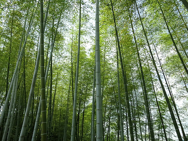竹と笹の違いは何だろう？