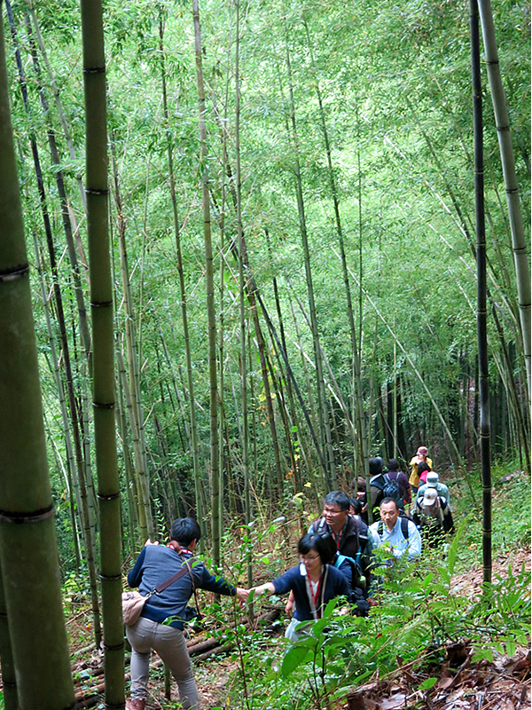 国立台湾工芸研究発展センター,竹林見学,虎竹の里