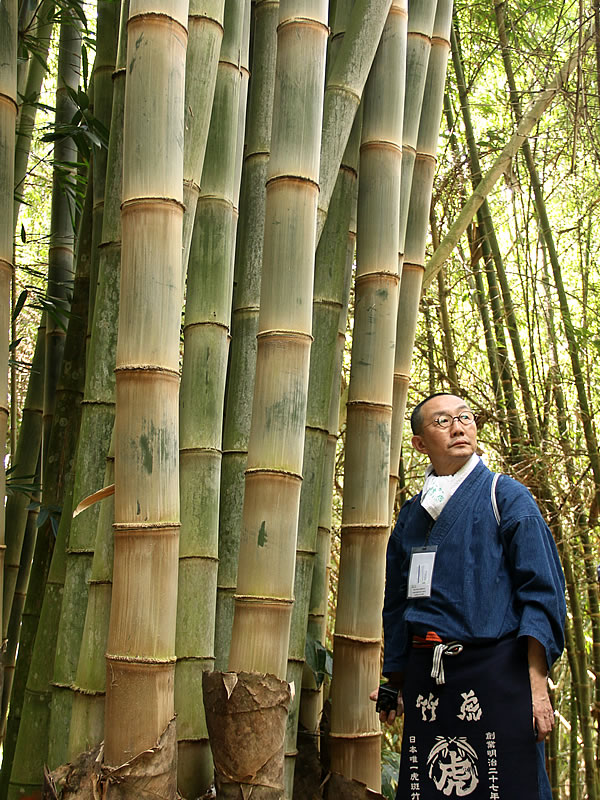 グアドゥア・アングスティフォリア,Guadua Angustifolia,竹虎四代目