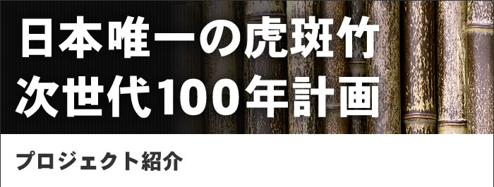 日本唯一の虎斑竹、次世代100年計画